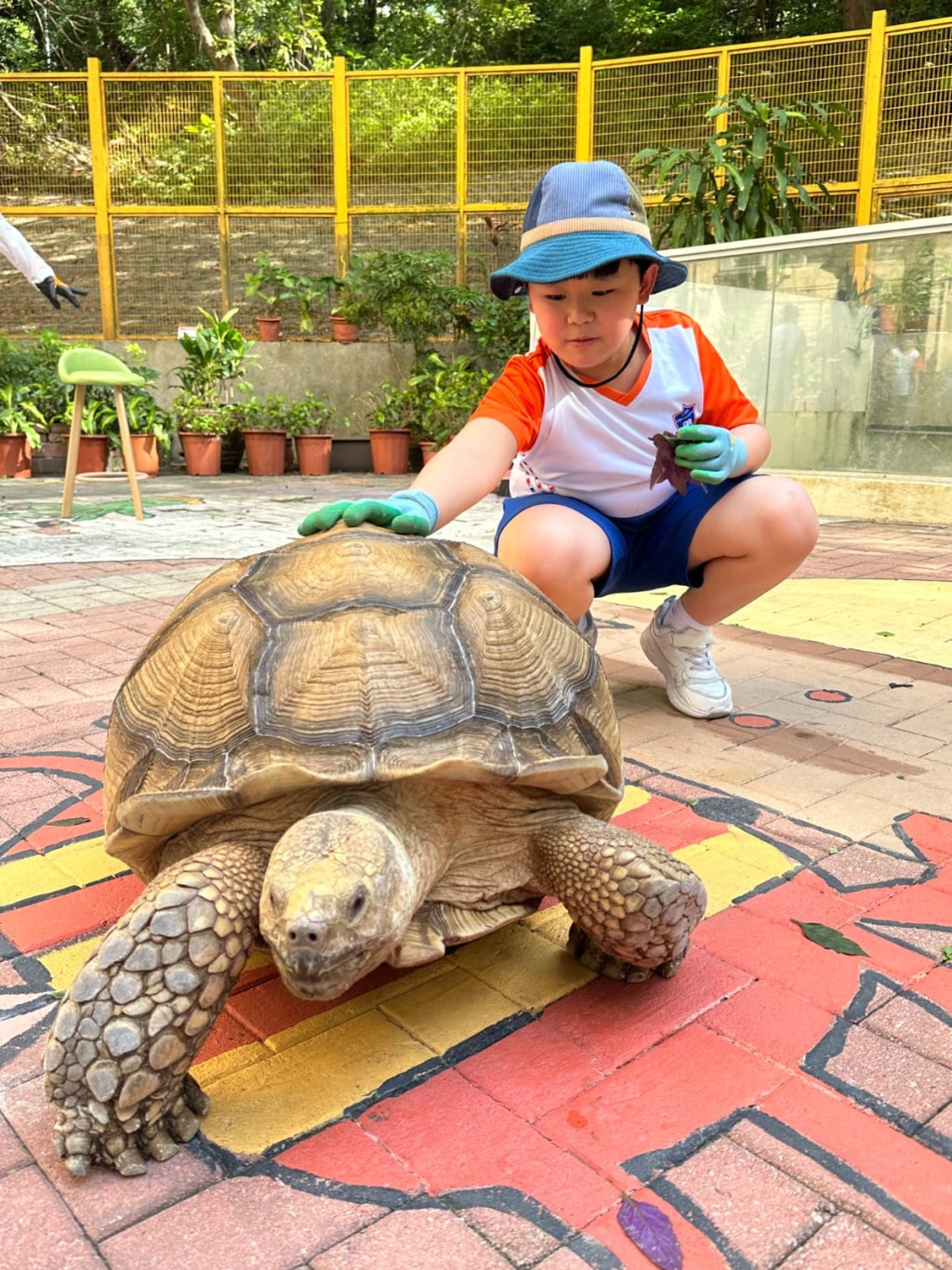 學生們經常輪流到「寵愛閣」餵飼盾臂龜「梁粉」。 學生們經常輪流到「寵愛閣」餵飼盾臂龜「梁粉」。