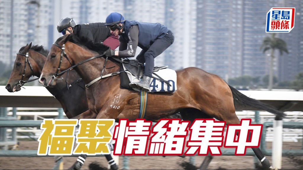 「福聚」步伐輕快流暢，毛色愈來愈深潤。