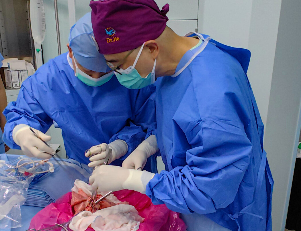 何建行(右)和他在中国广州医科大学的同事将一只经过基因编辑的猪的左肺移植到了一名39岁的脑死亡人类受体身上。